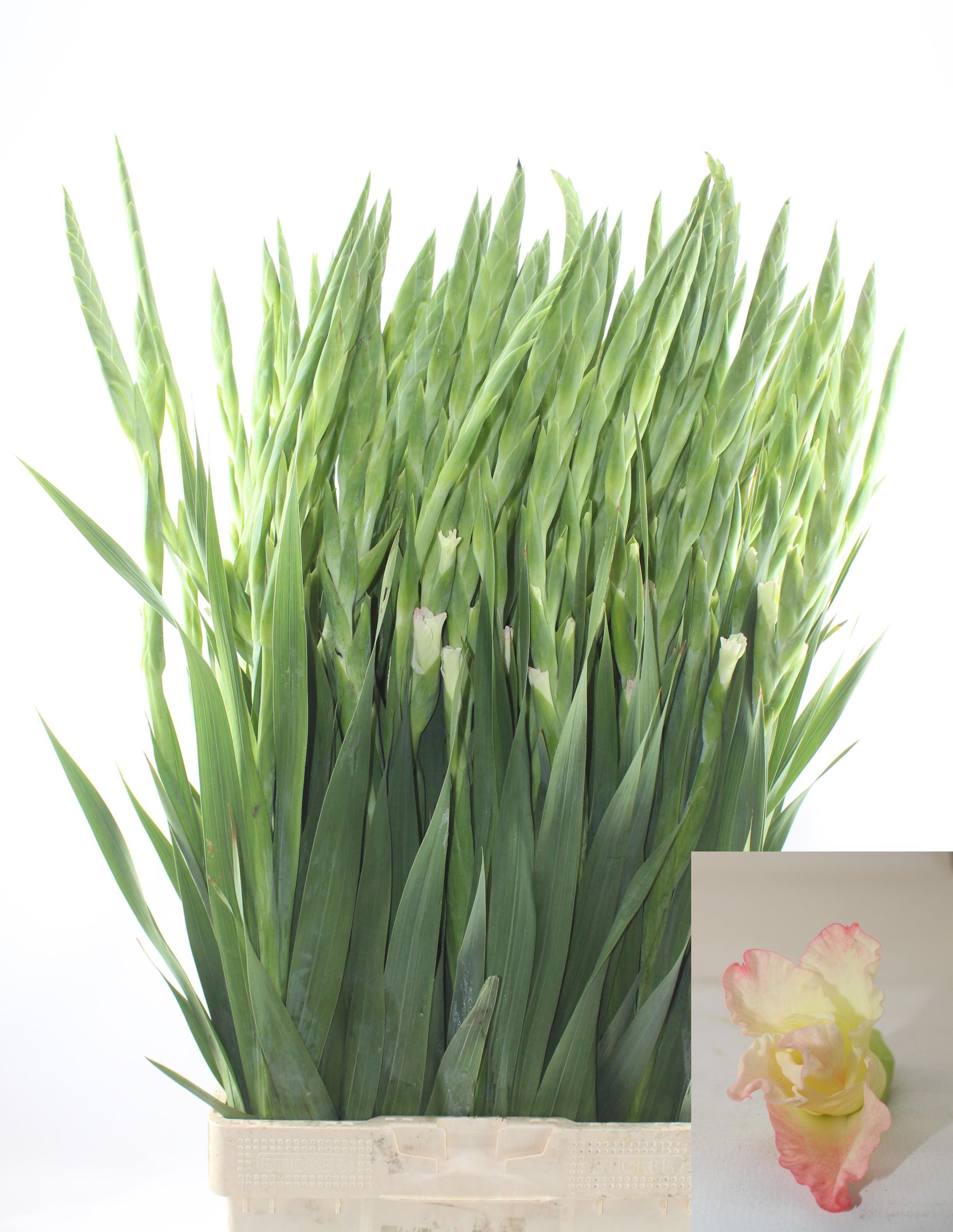Gladiolus Careless 100cm 200gram