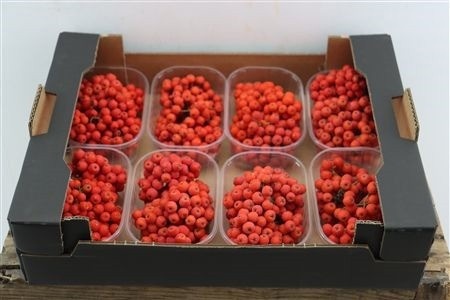 Ornamental Fruits Per Tray