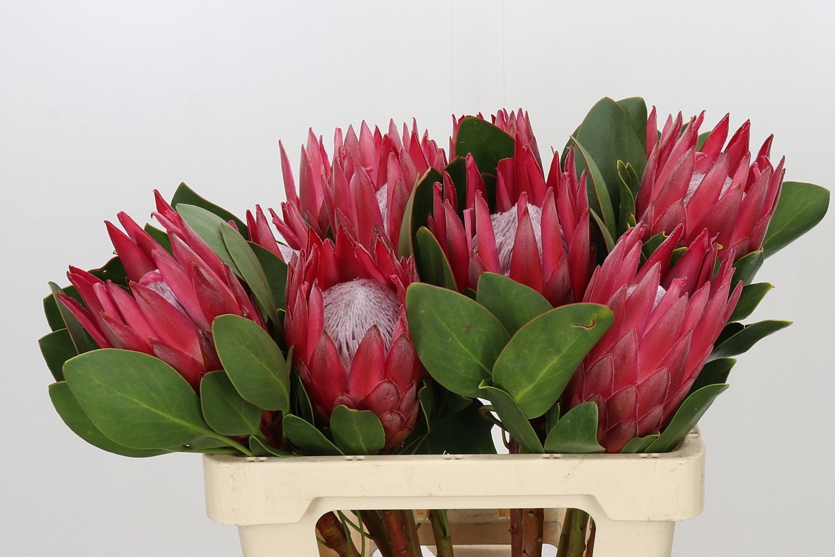 Protea Madiba 60cm
