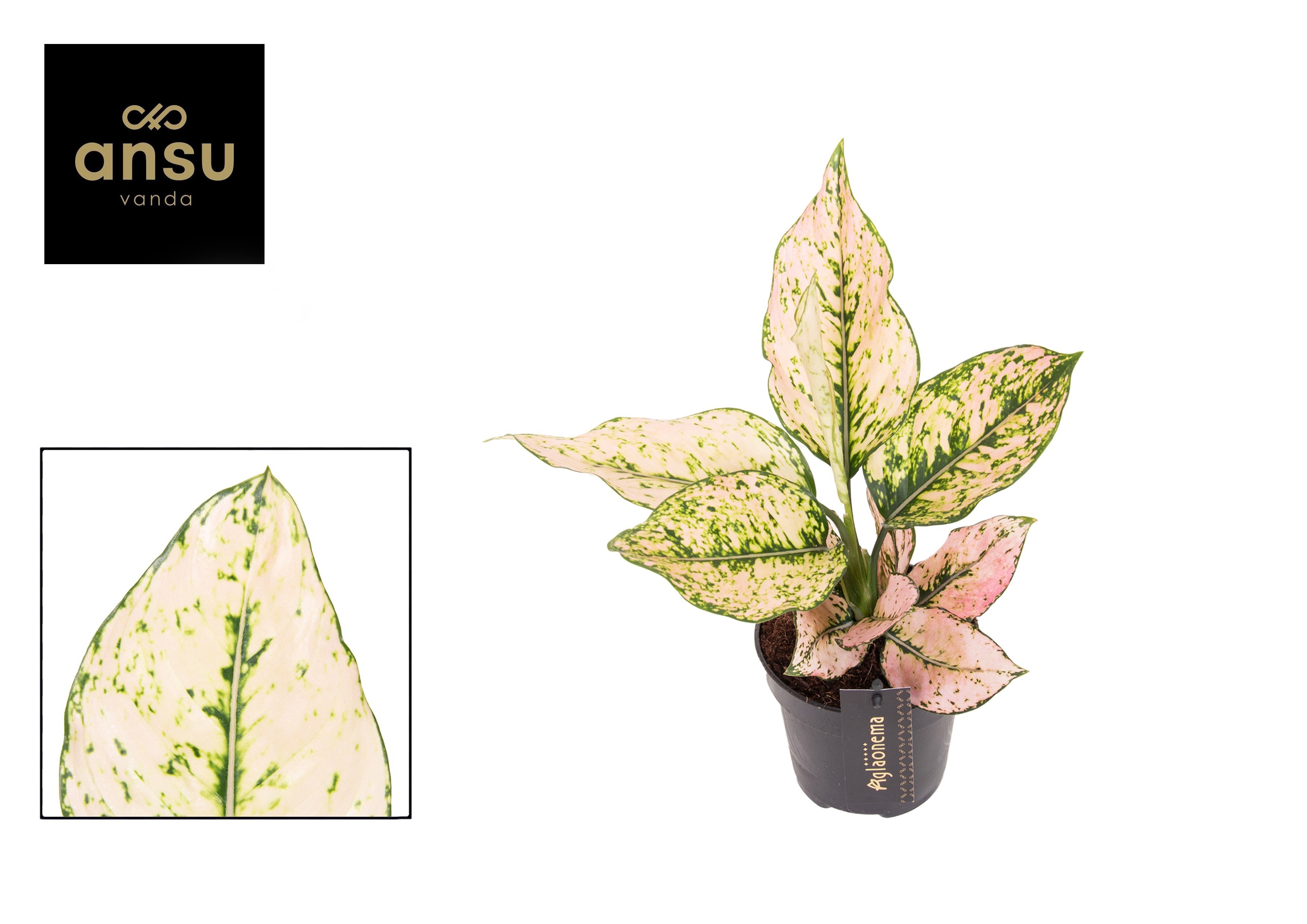 Aglao Rosy 12Ø 35cm
