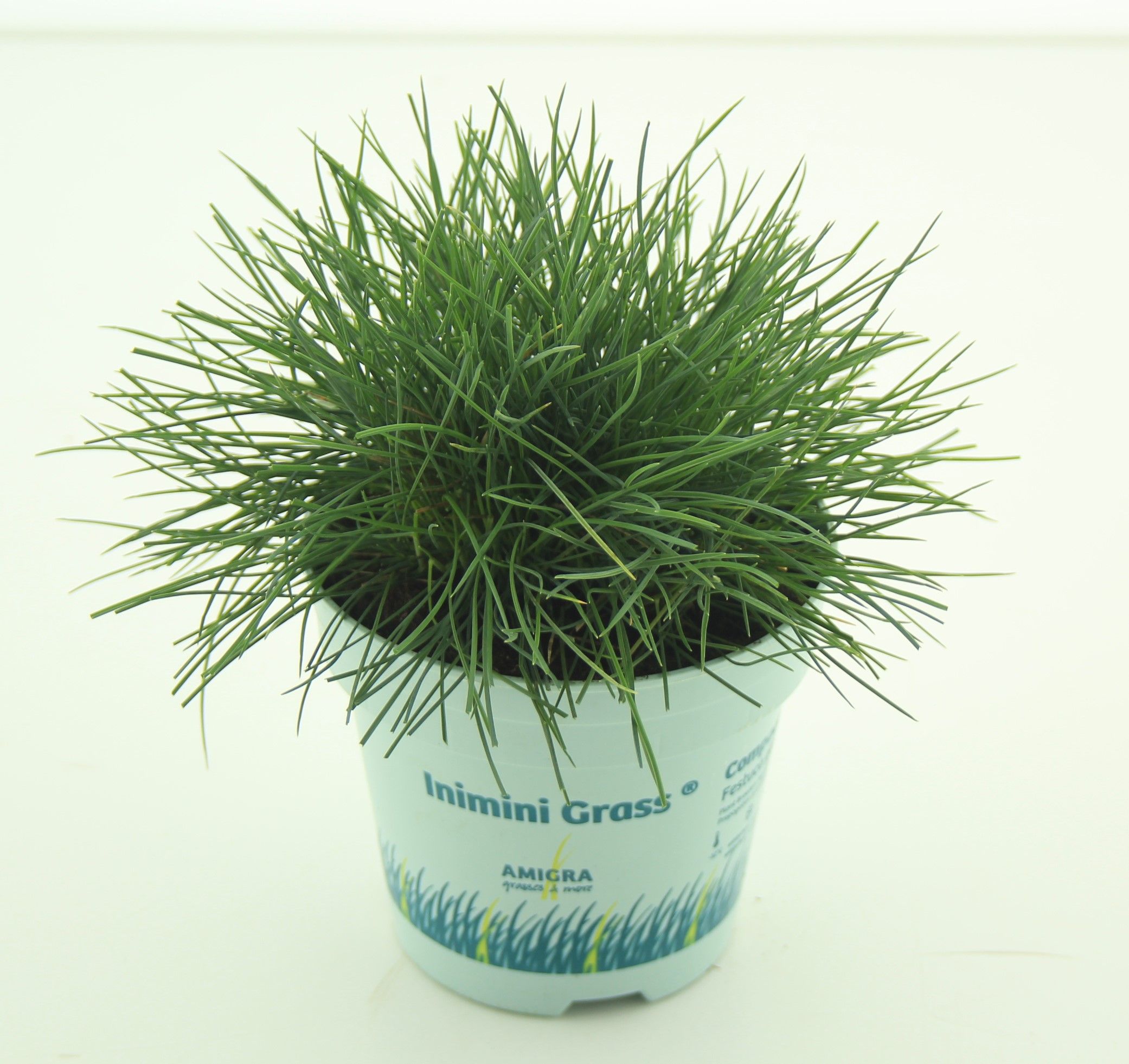 Picture of Festuca glauca CompactA Blue®