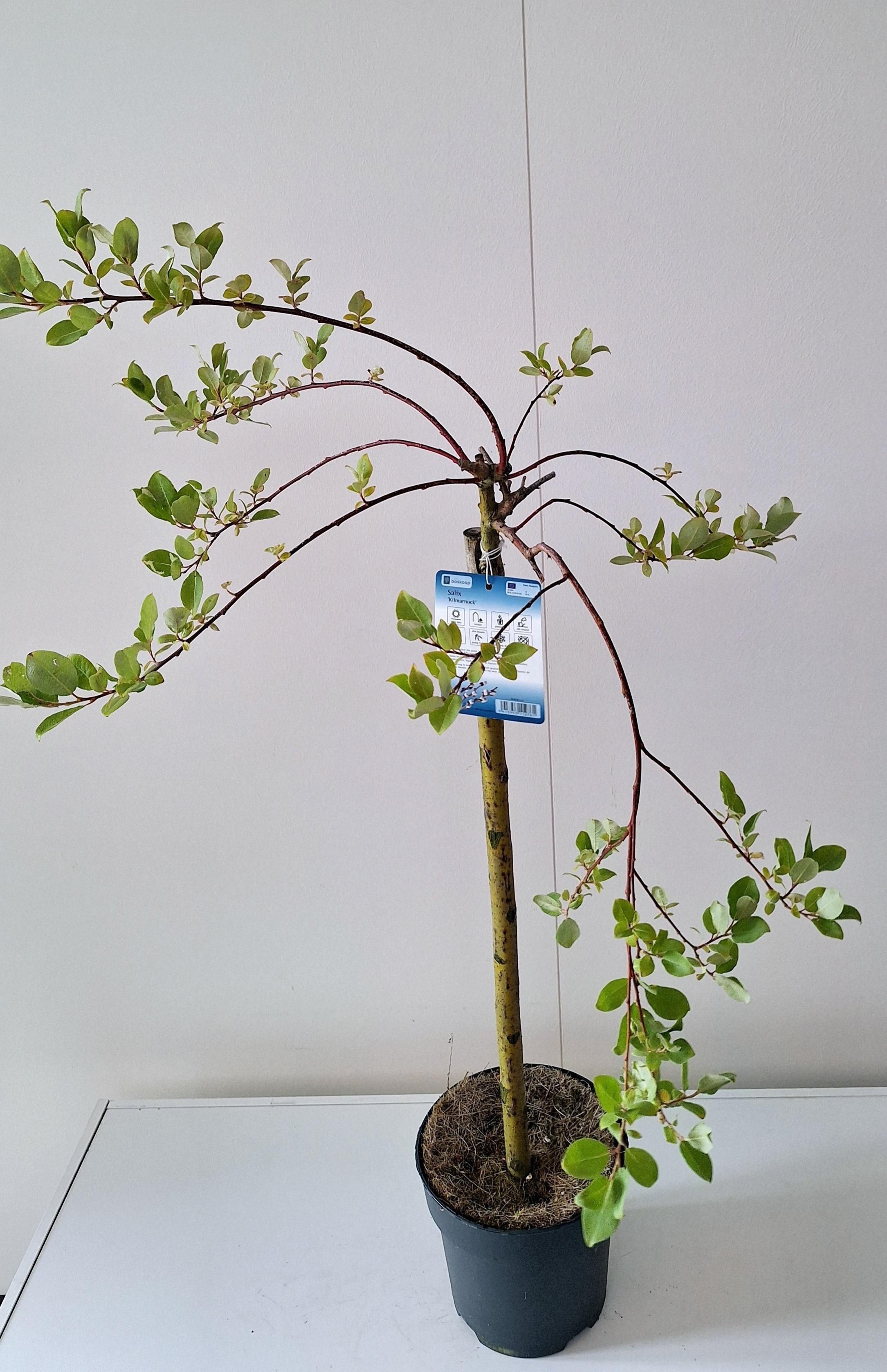 Picture of Salix Kilmarnock stam 60
