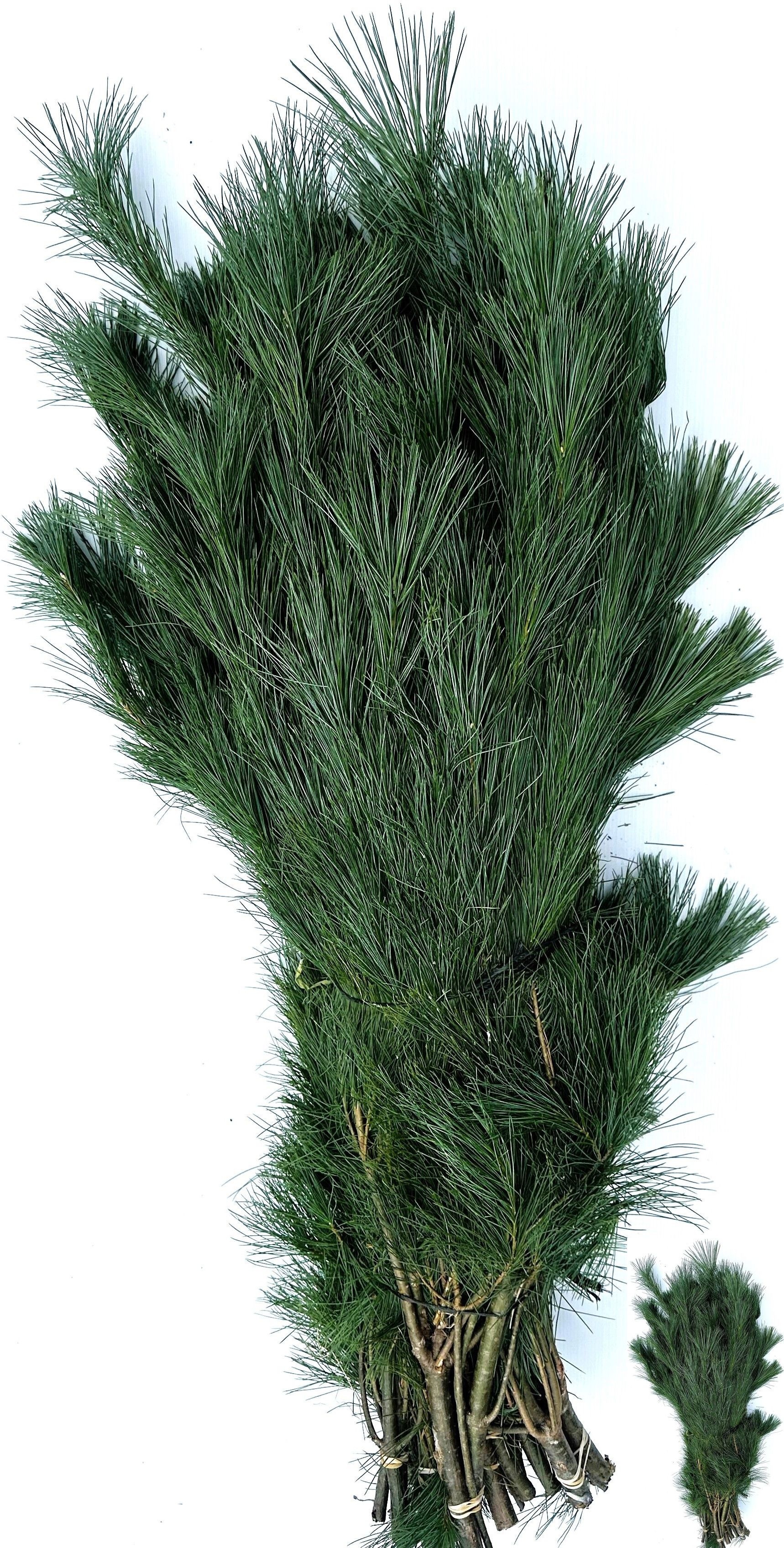 Pinus Strobus