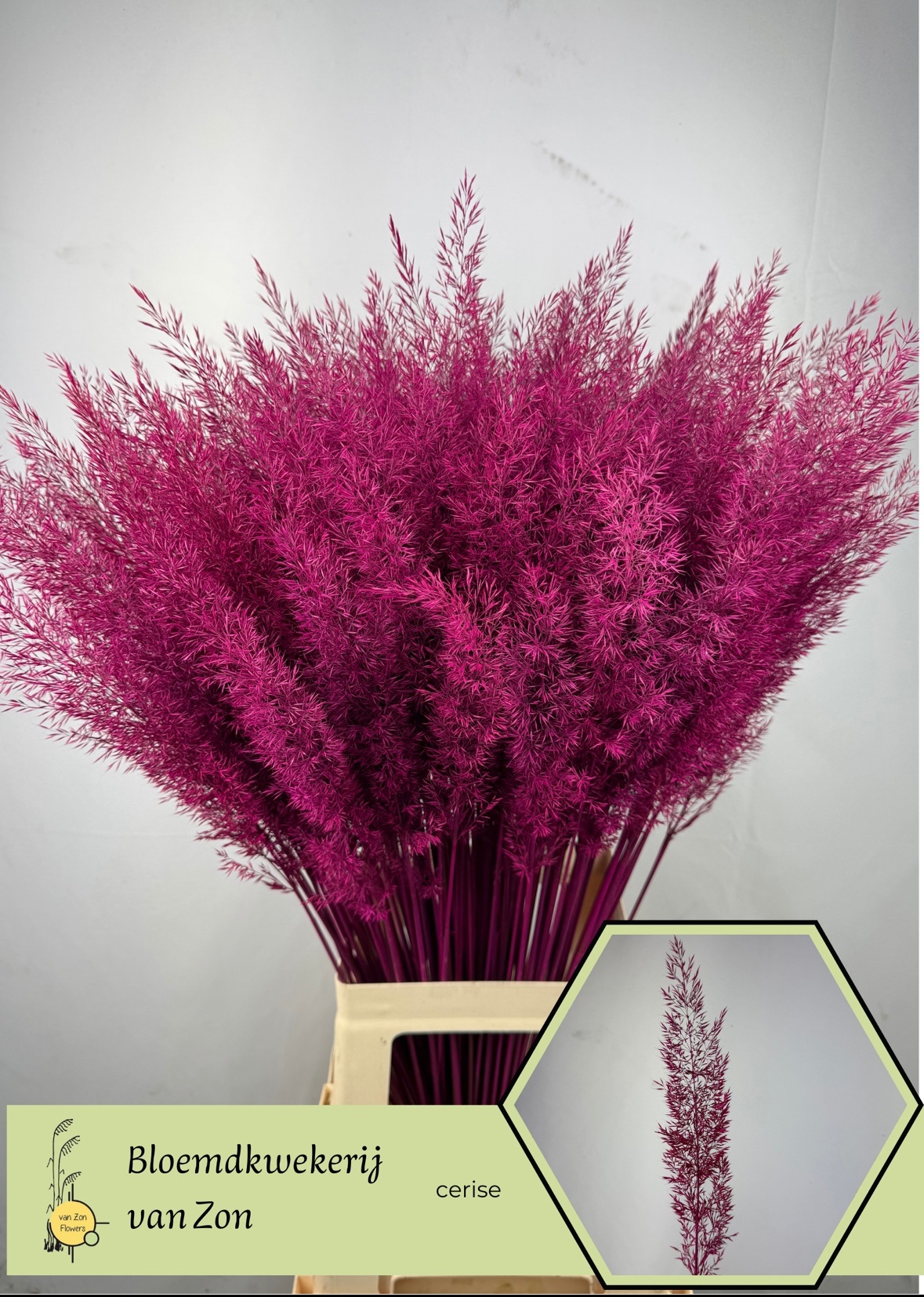 Ornamental Grass Painted (PANICUM)