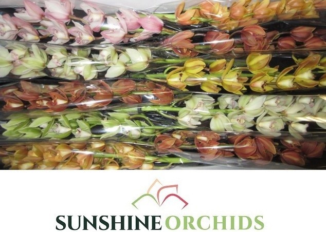 Cymbidium Asst Mini 60cm