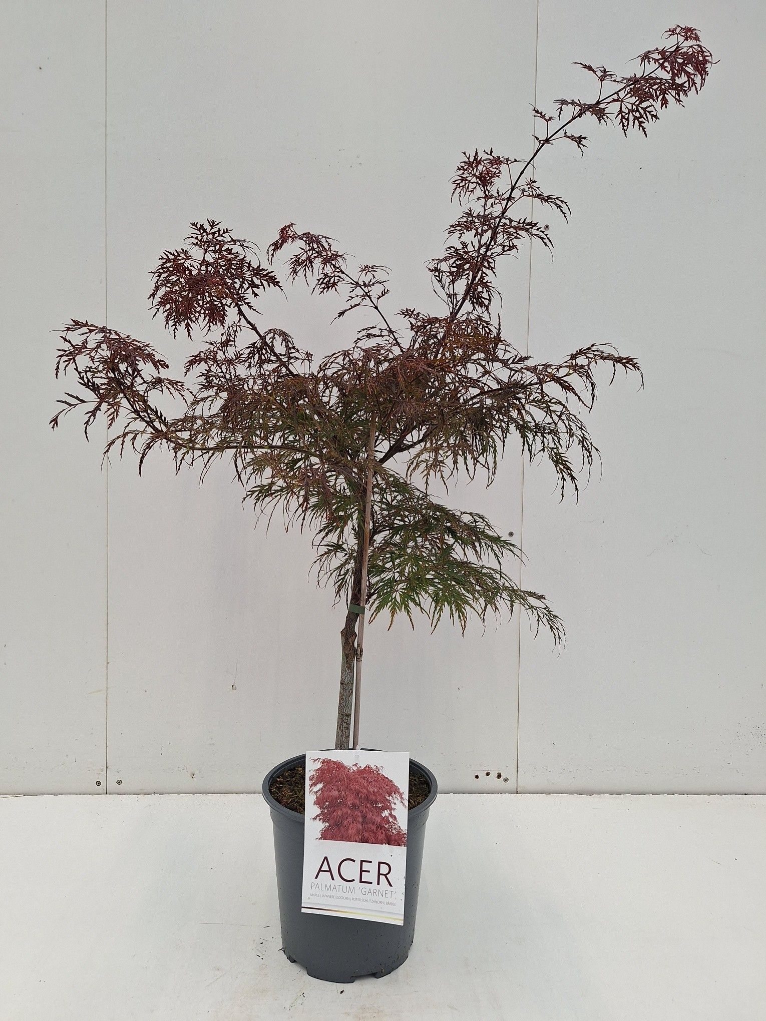 Picture of Acer palmatum Garnet