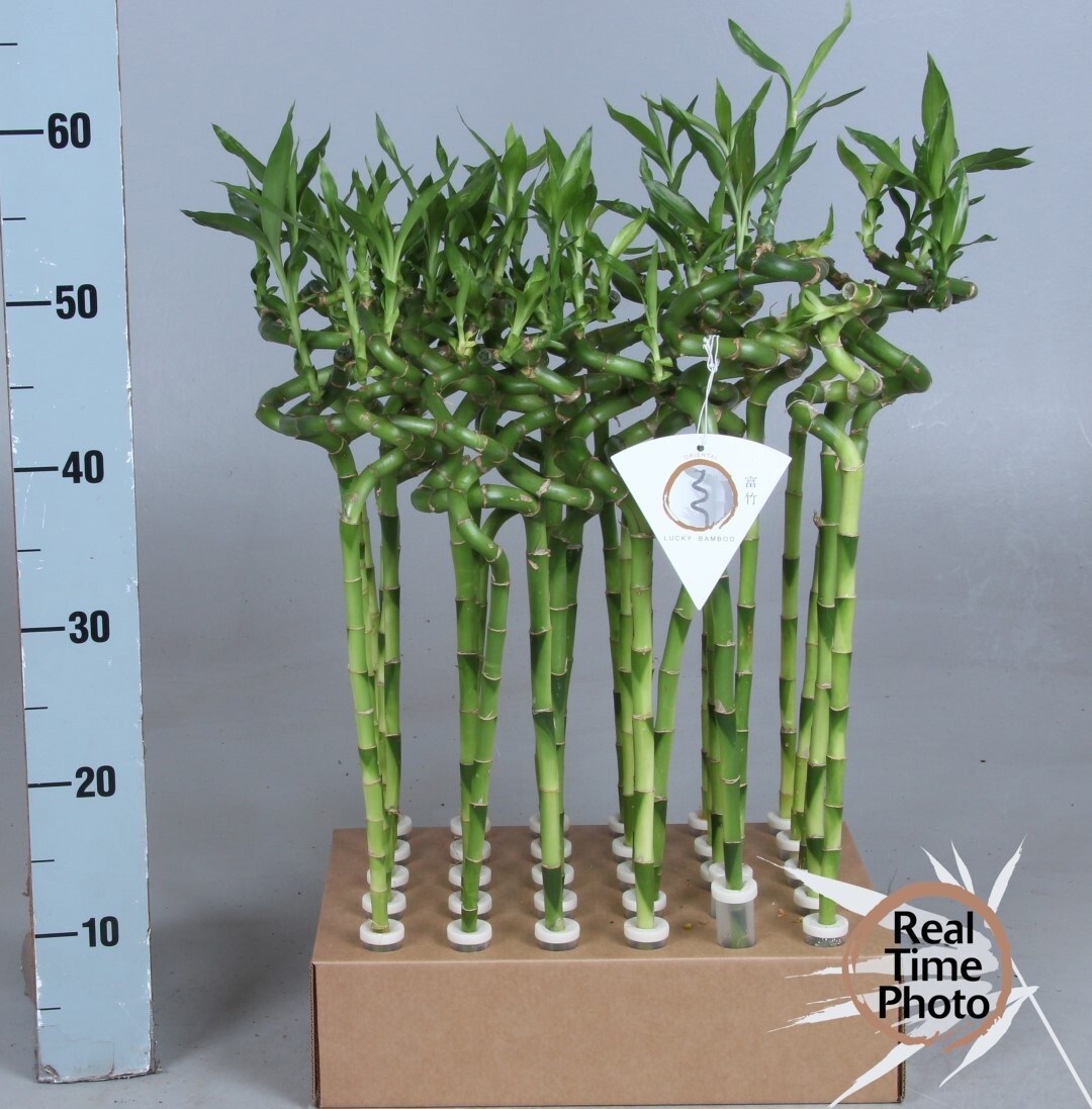Dra Lucky Bamboo 5P 50H 1stek