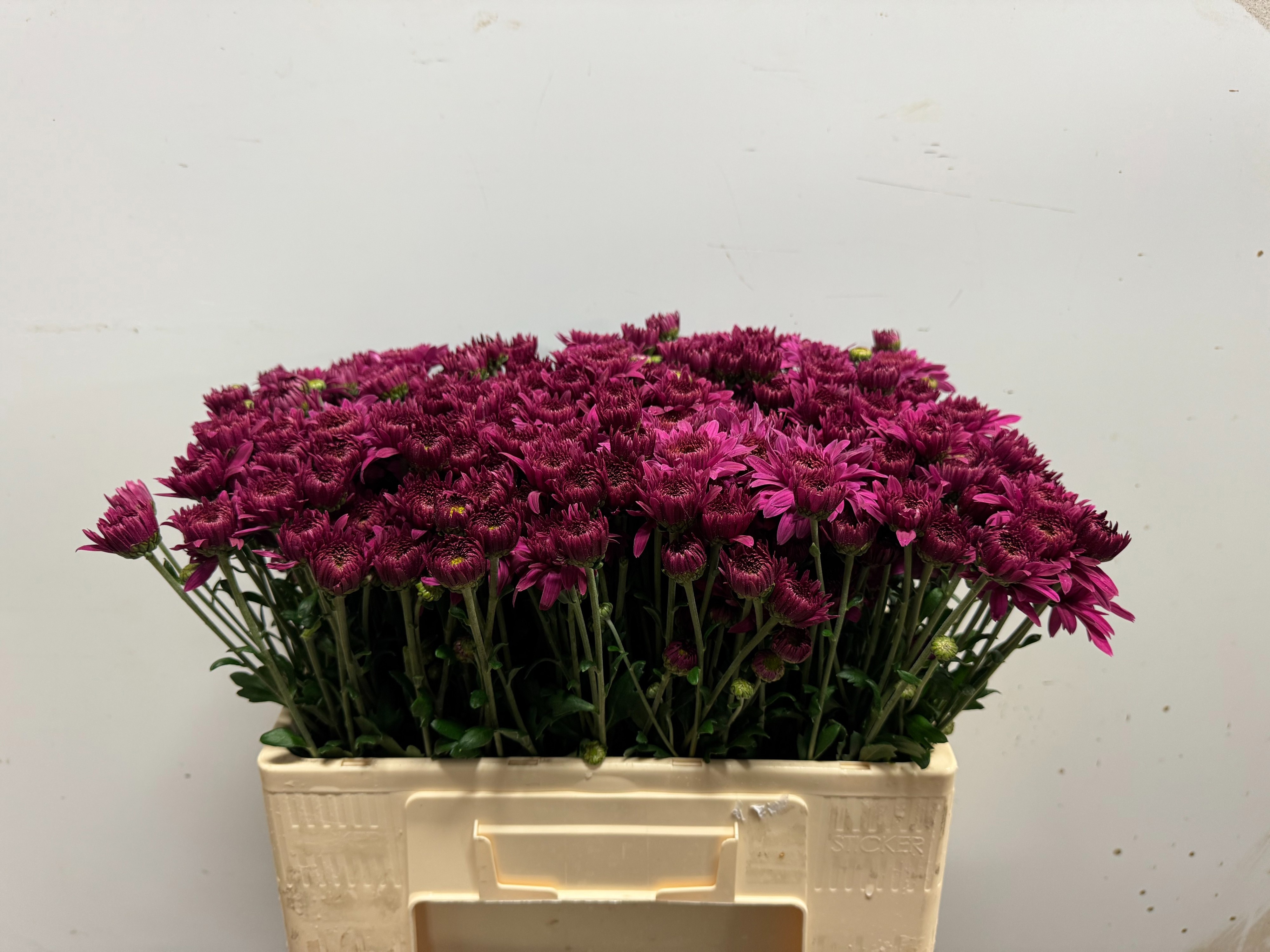 Chrys Spray Beppie Super Purple 50cm 65gram