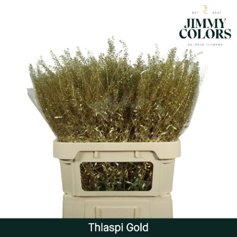 Thlaspi Gekleurd Mtlc. Gold