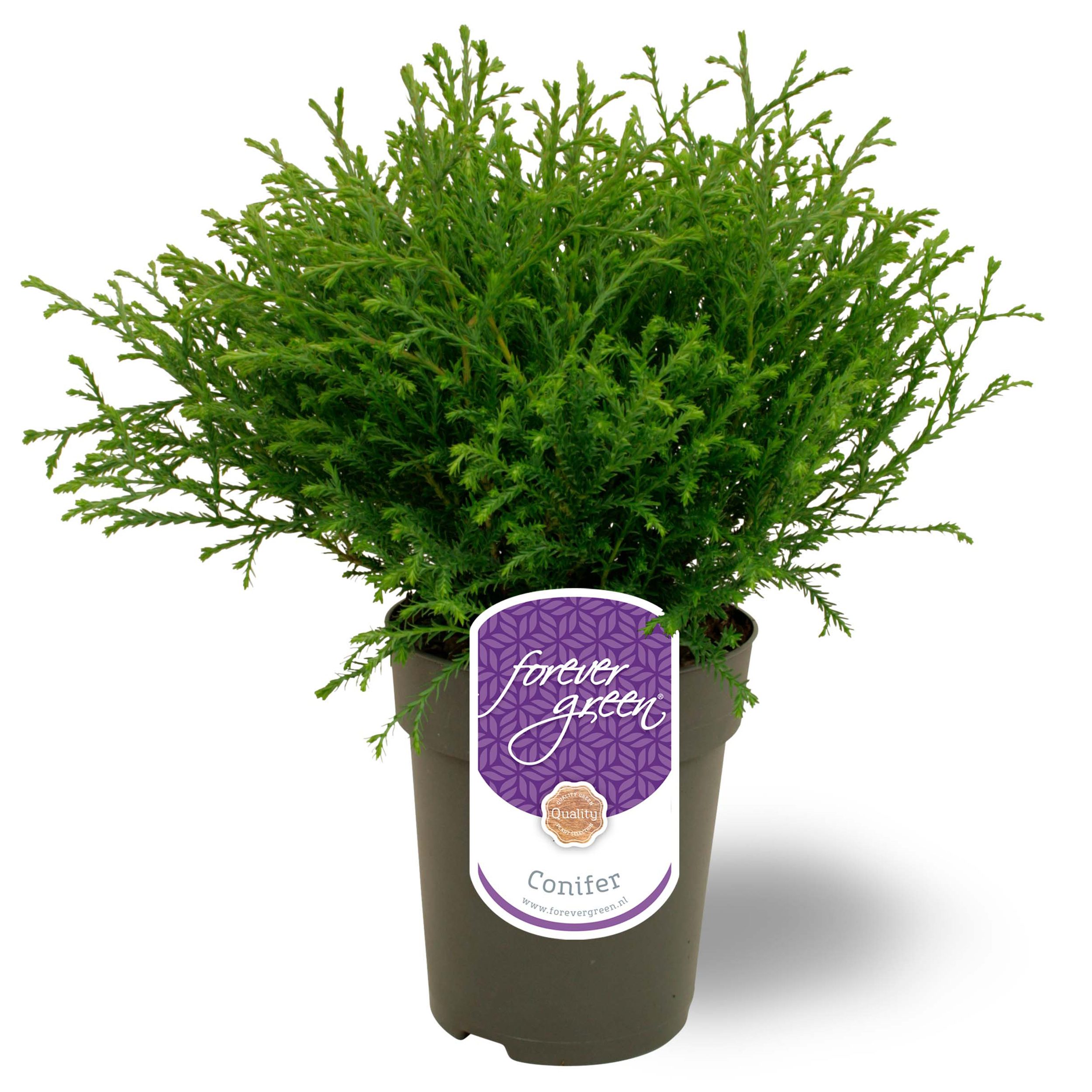 Picture of Thuja occidentalis 'Mr. Bowling Ball' P15 - Forever Green®