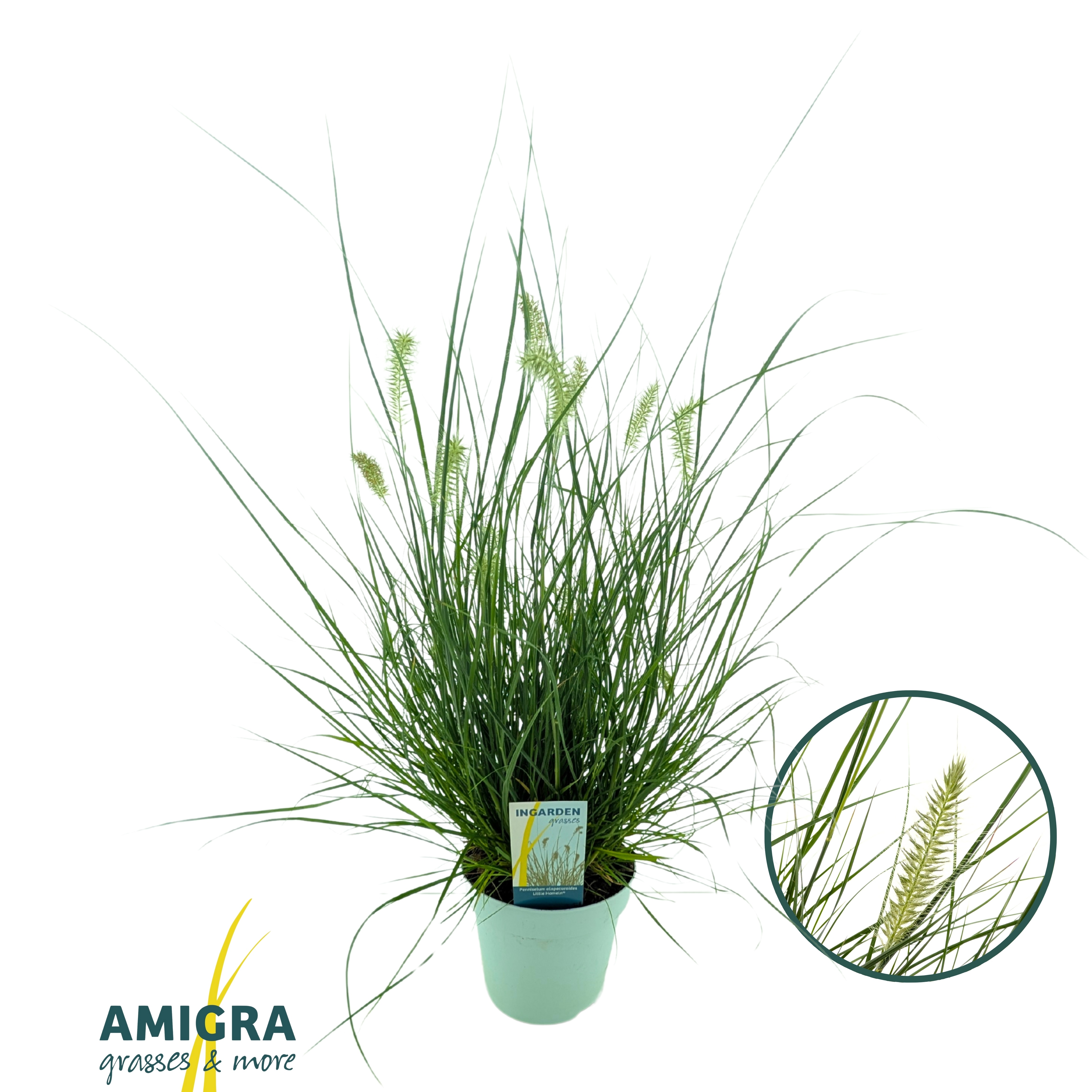 Picture of Pennisetum alopecuroides Little Hameln®