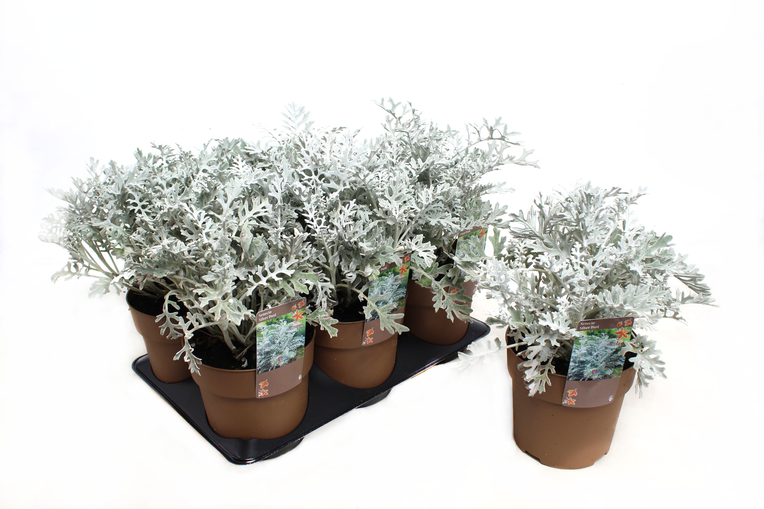 Picture of Senecio Silverdust P15