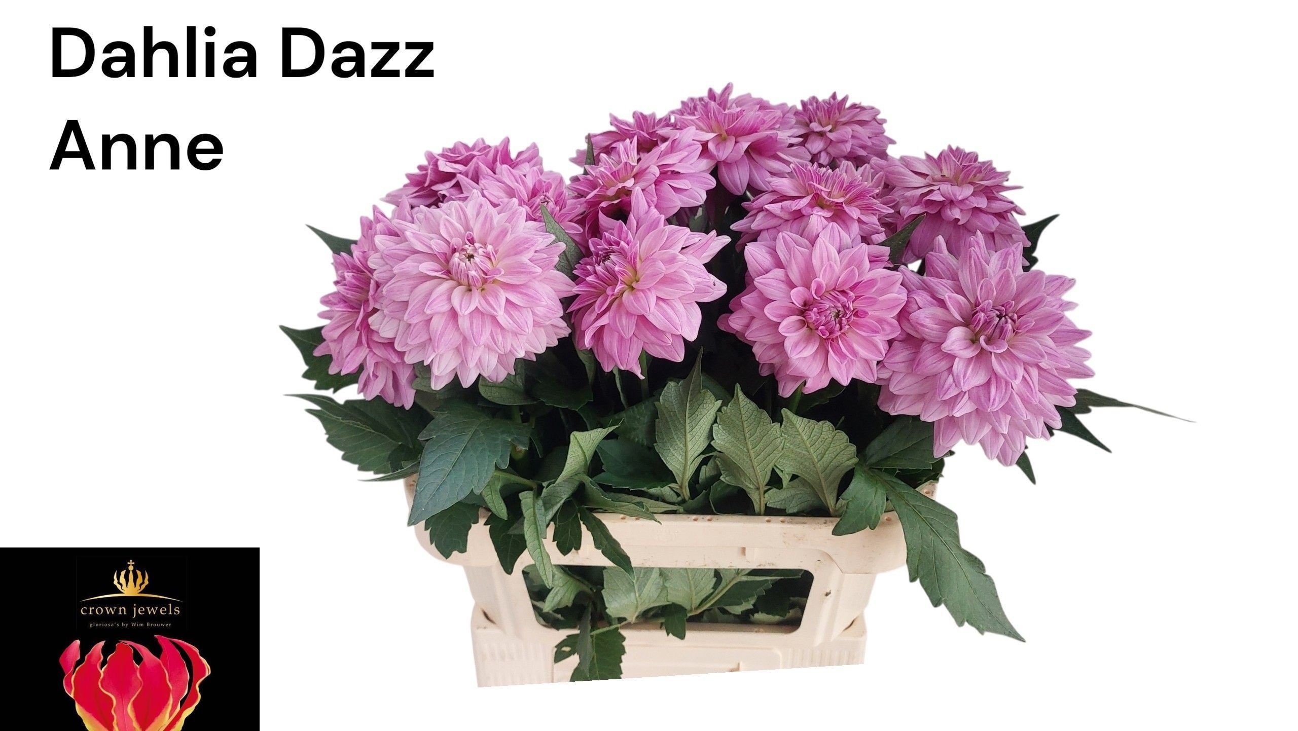 Dahl Dazz Anne 80cm