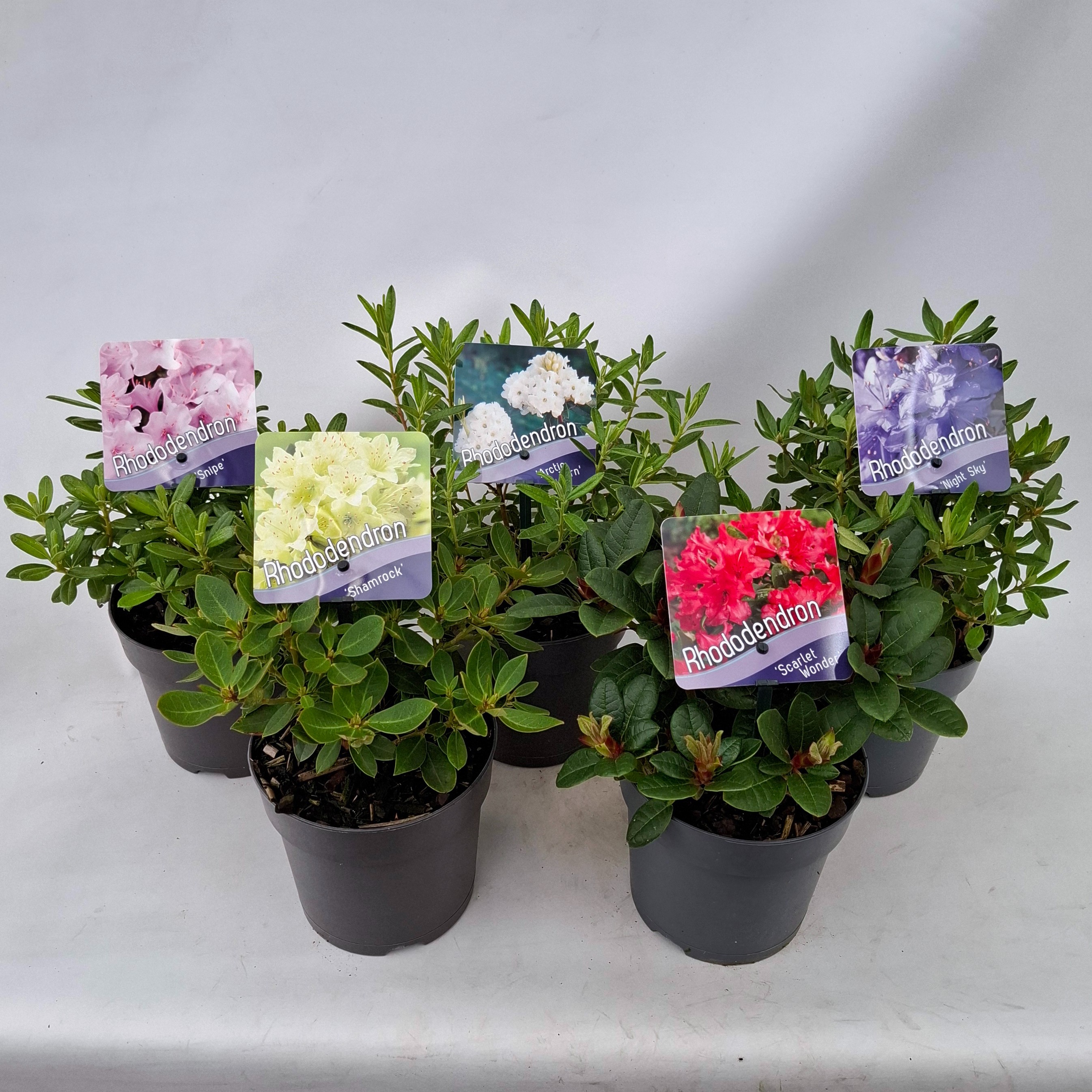 Picture of Rhododendron (dwarf) mix