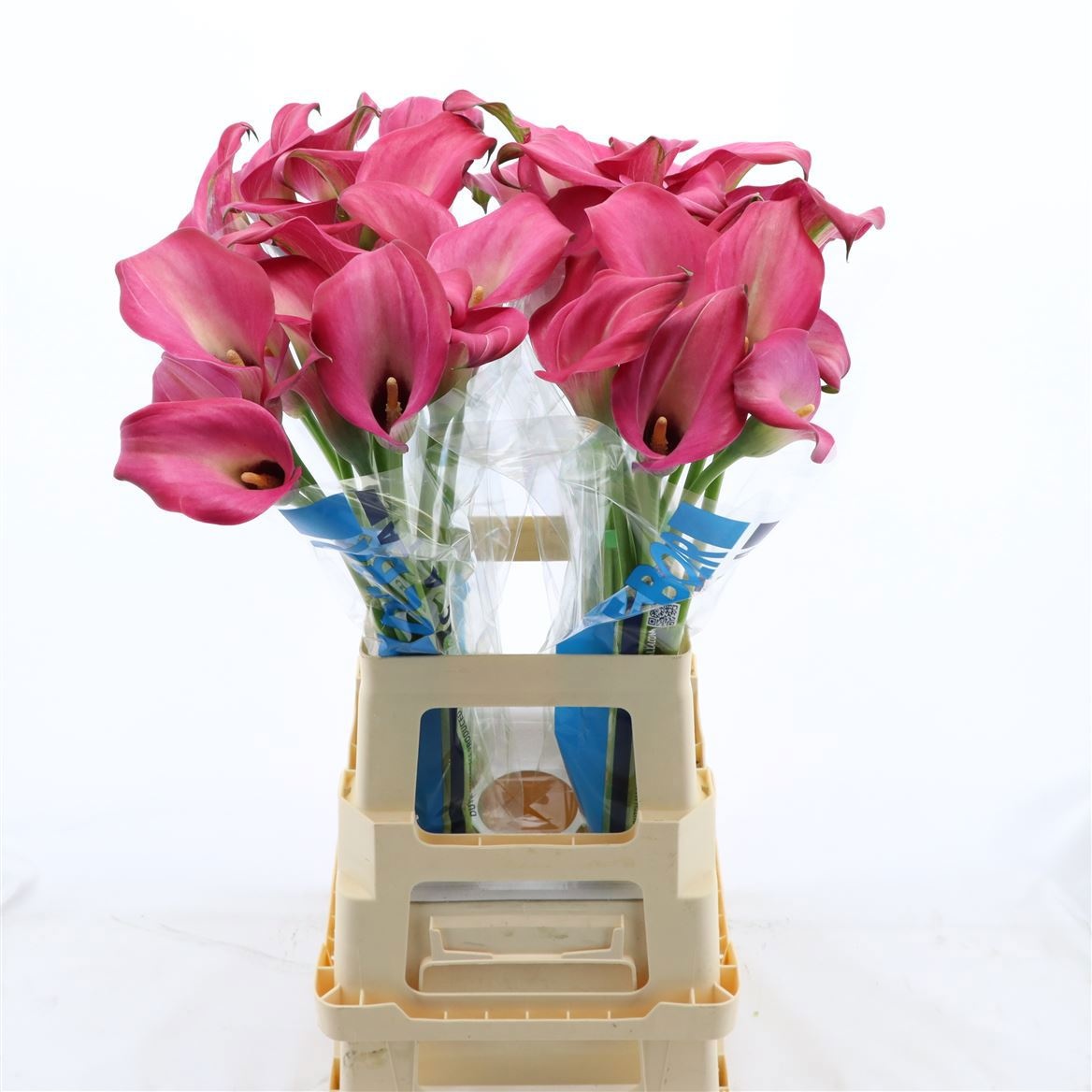 Calla Zazu 70cm