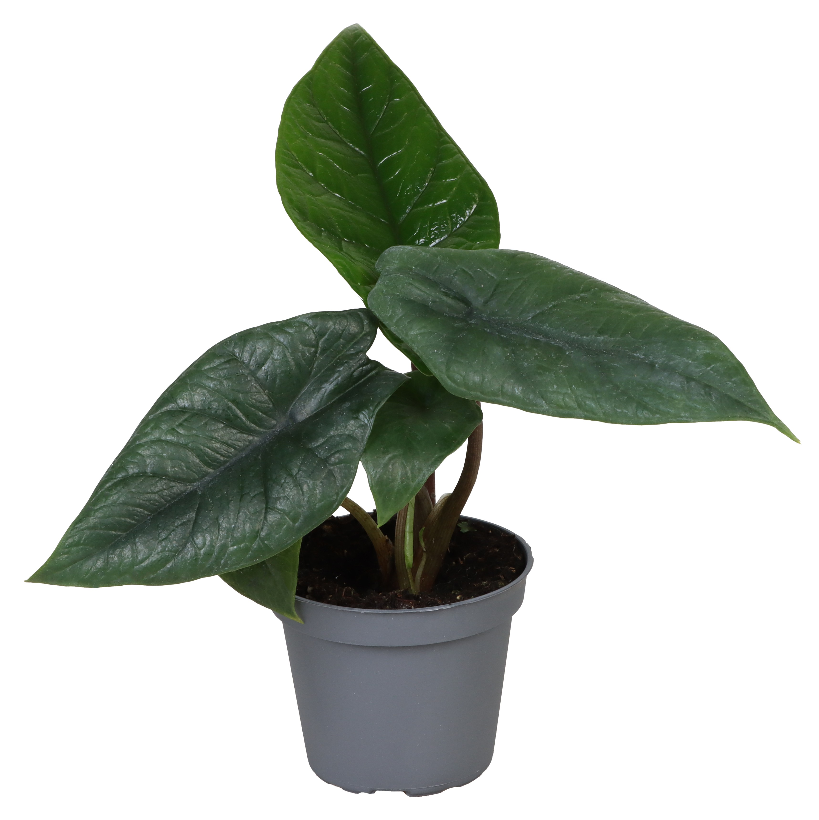 Picture of Alocasia Scalprum P6 15CM