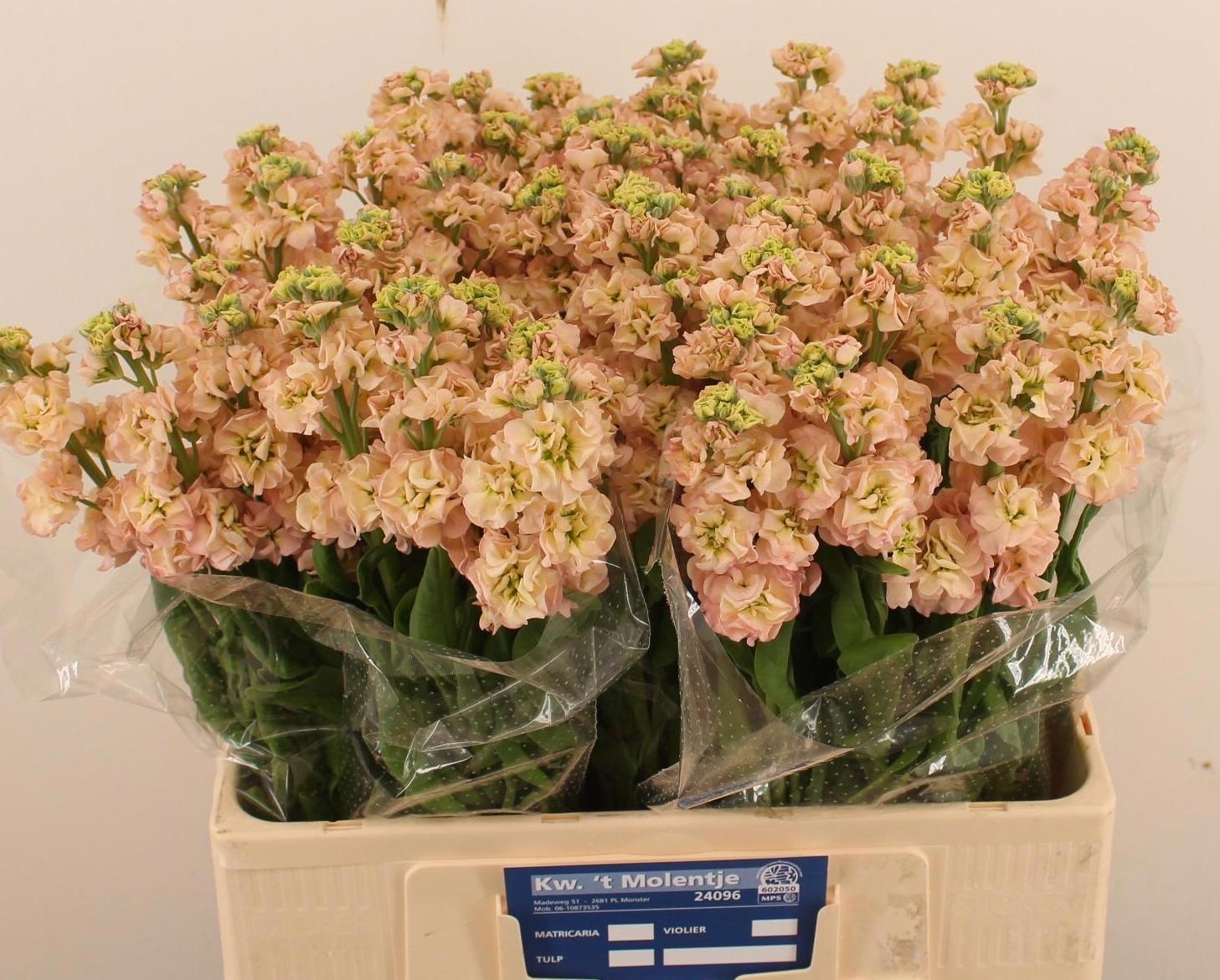 Matth Impala Apricot