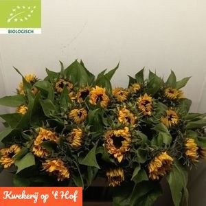 Helianthus Sunrich Or 80cm