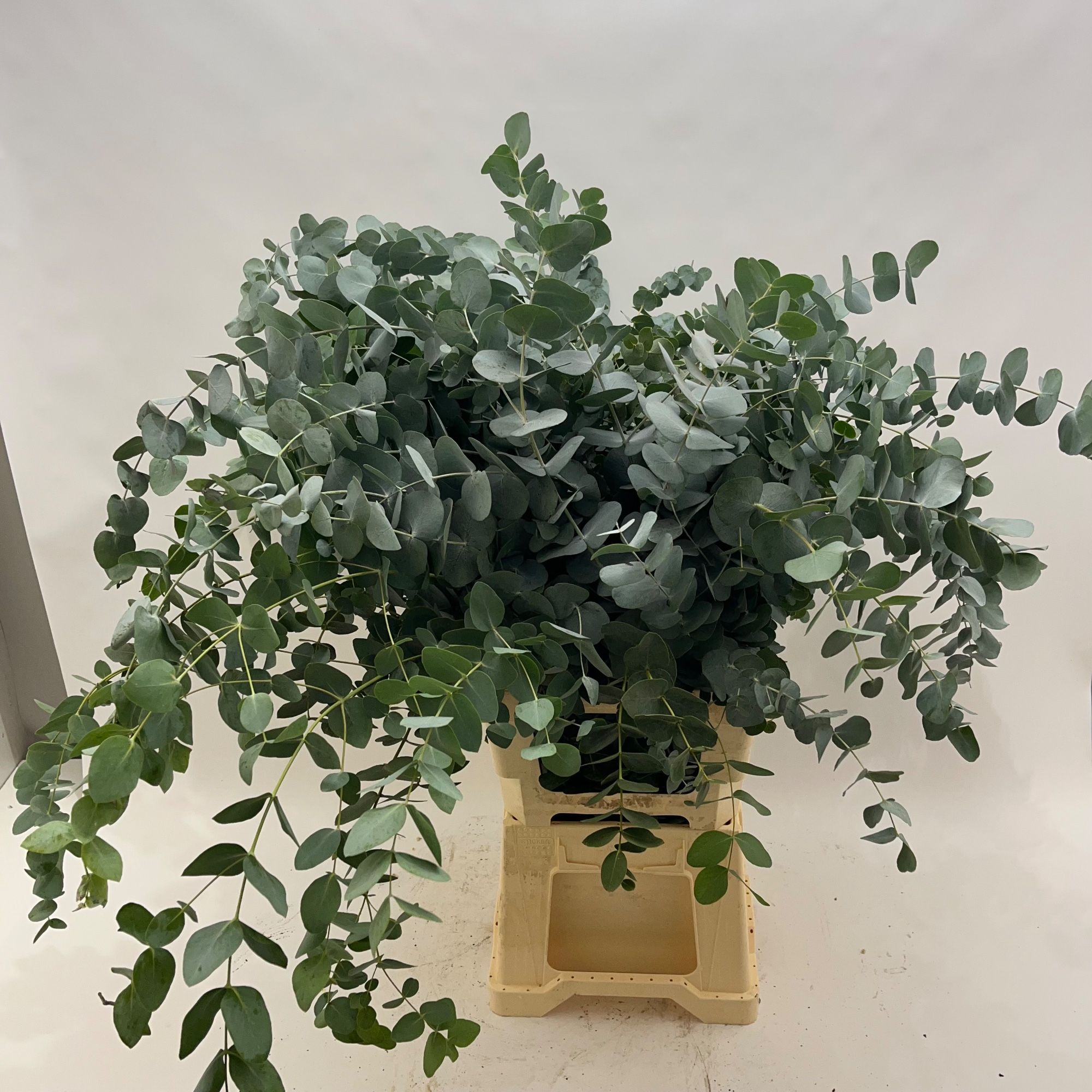 Euc Cinerea Per Bos 90L.cm 475gram