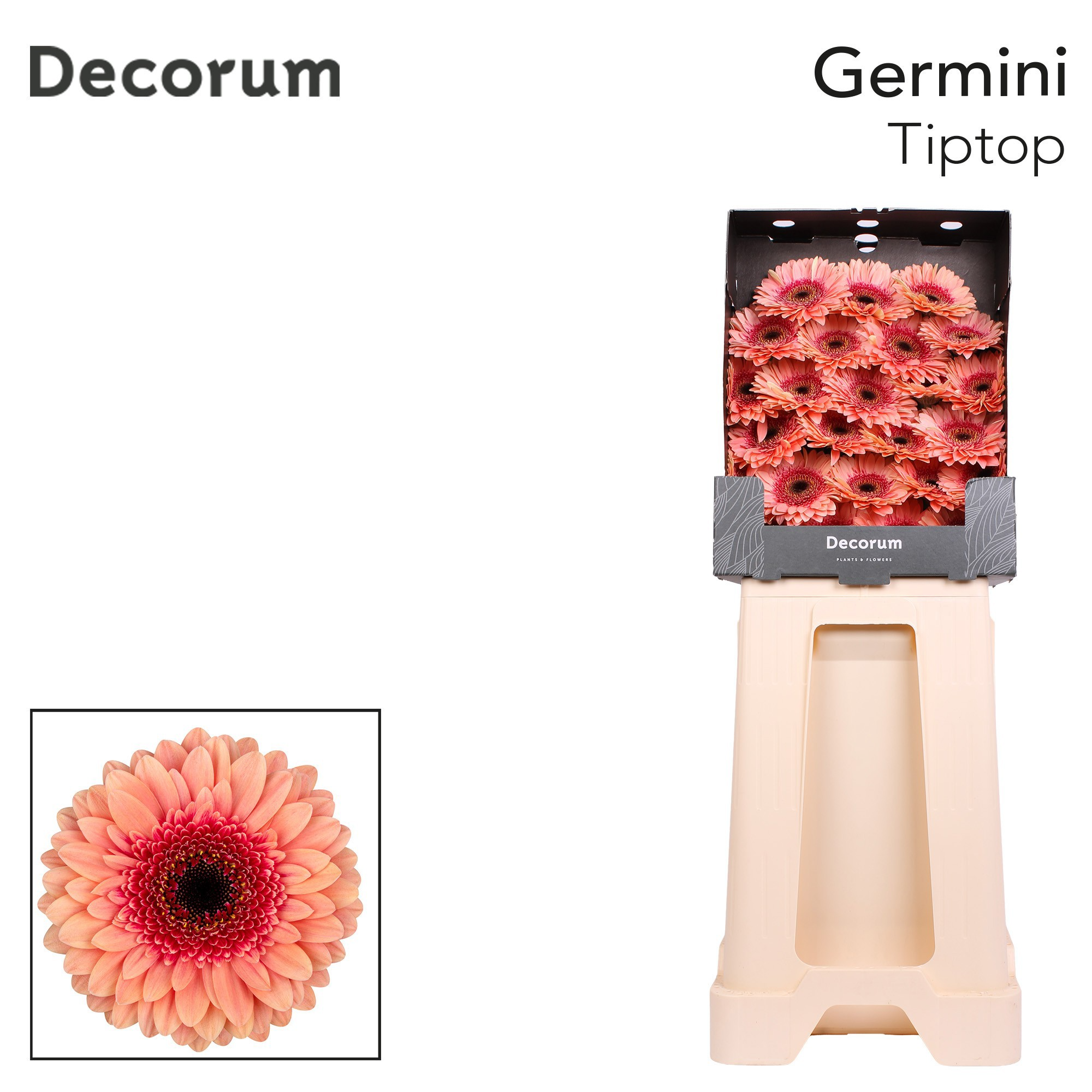 Germini Tiptop Diamond