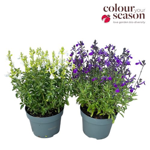 Salvia greggii p19 Roest
