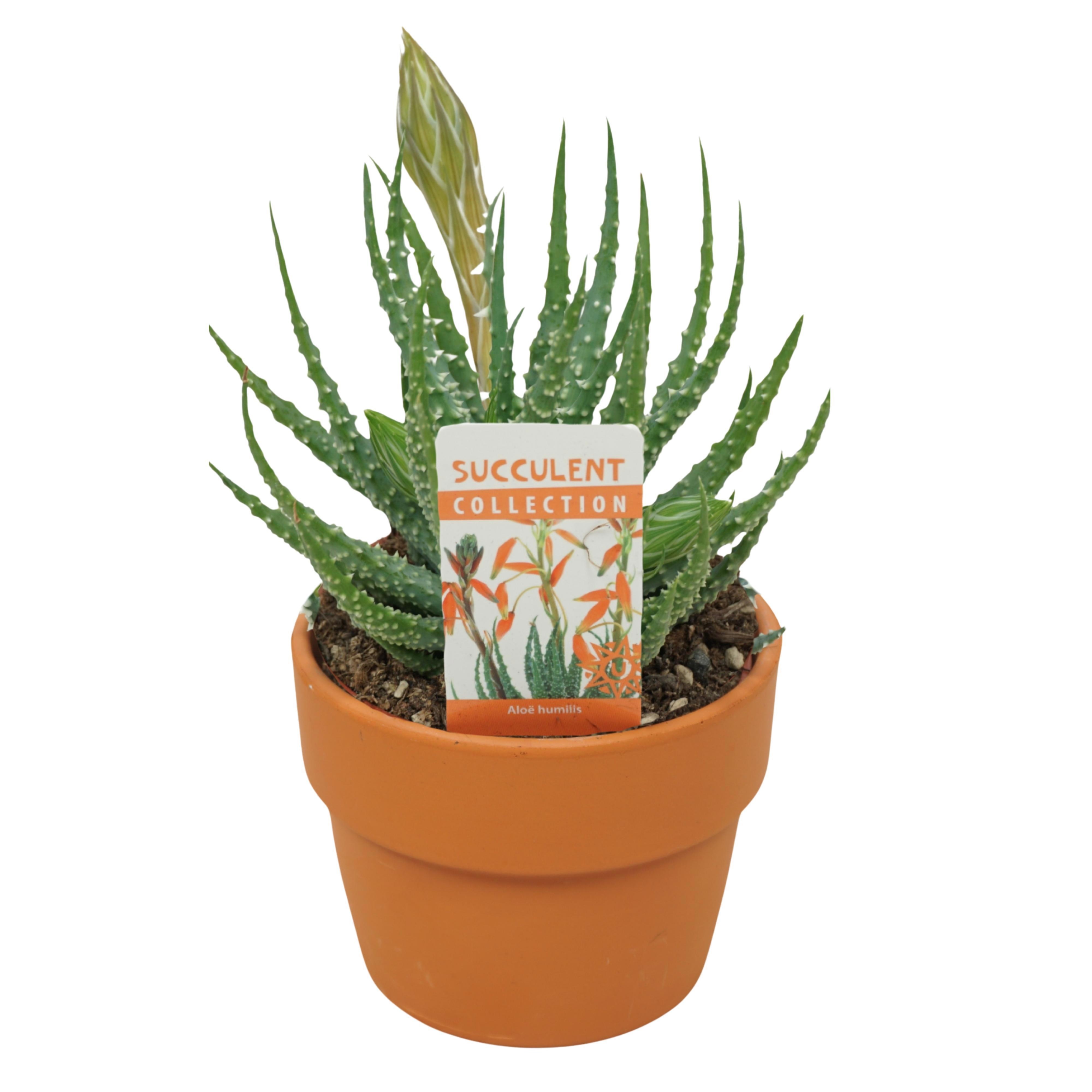Aloe humilis | Hamiplant