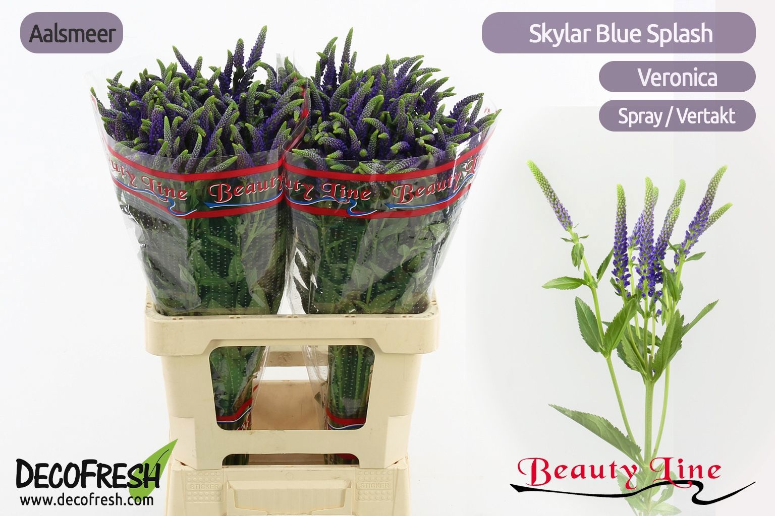 Veron L Sk Spl Blue 60cm