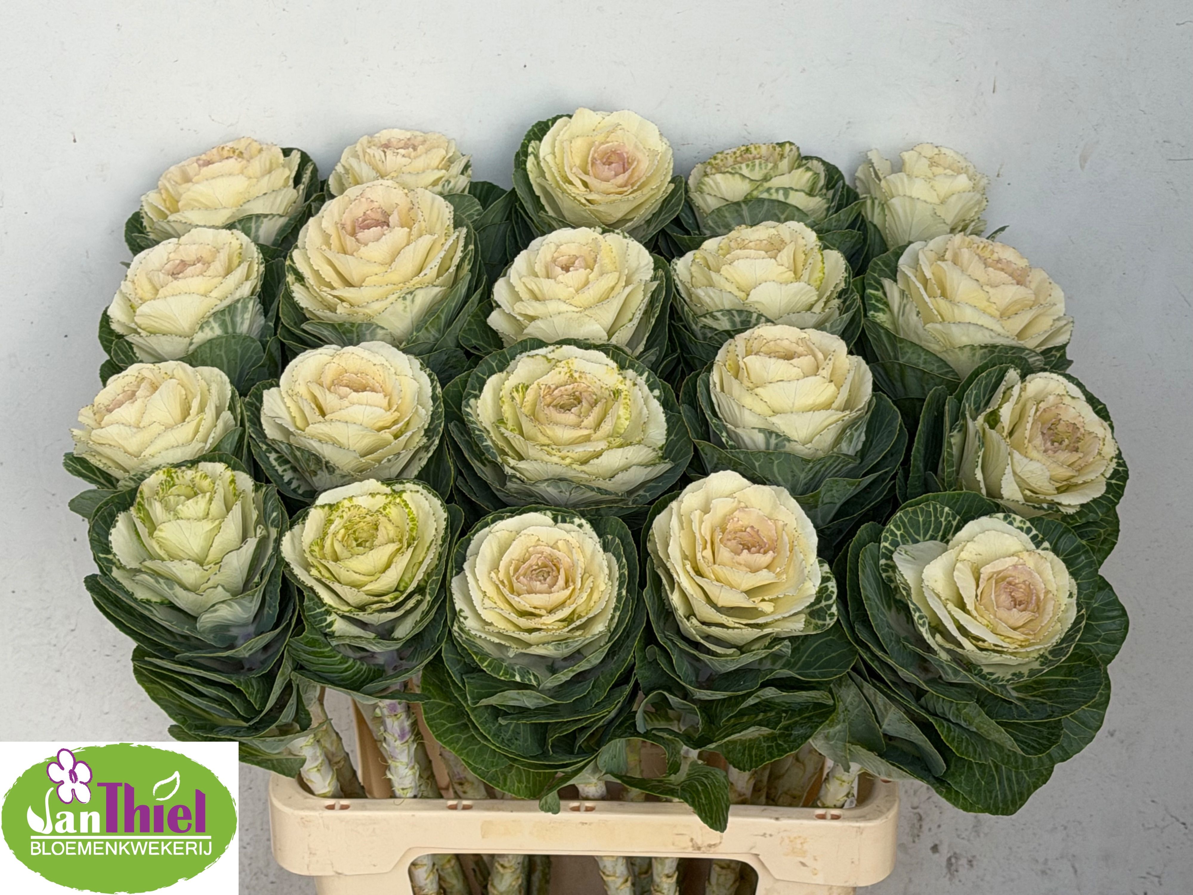 Brassica White Crane 60cm