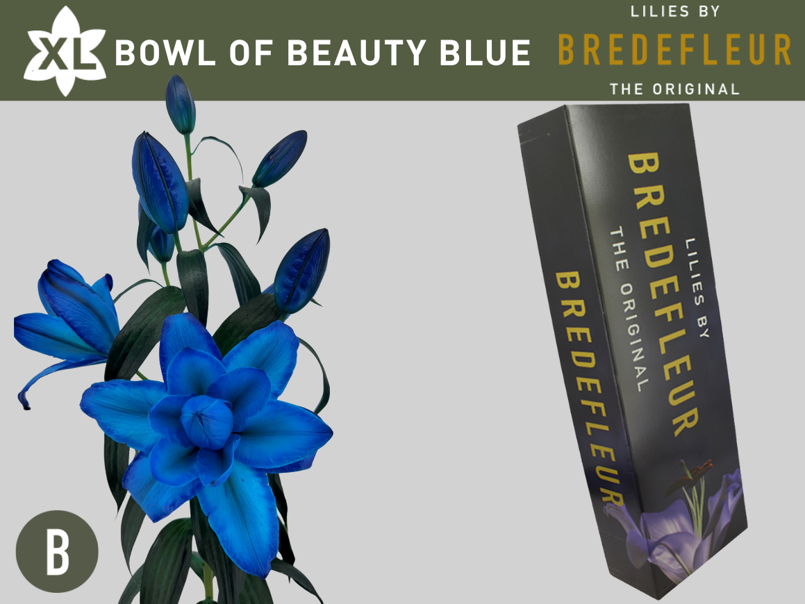 Li Or Du Bo Of Beaut Klb H% Blue Quality Box 5+