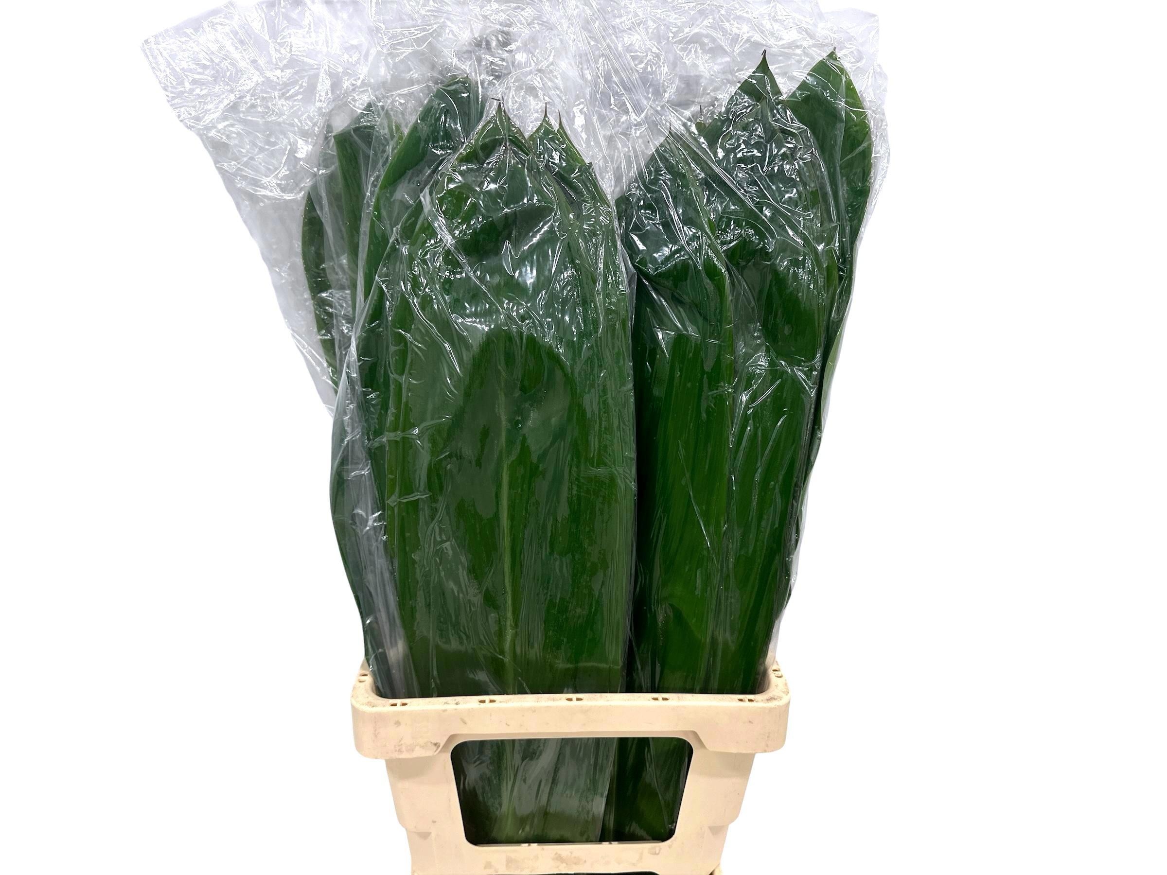 Cordyline Green Tie 80cm