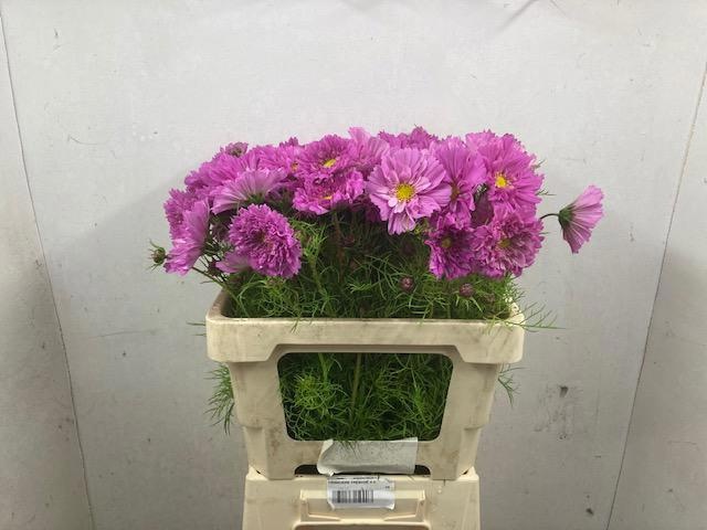 Cosmos Bipinnatus