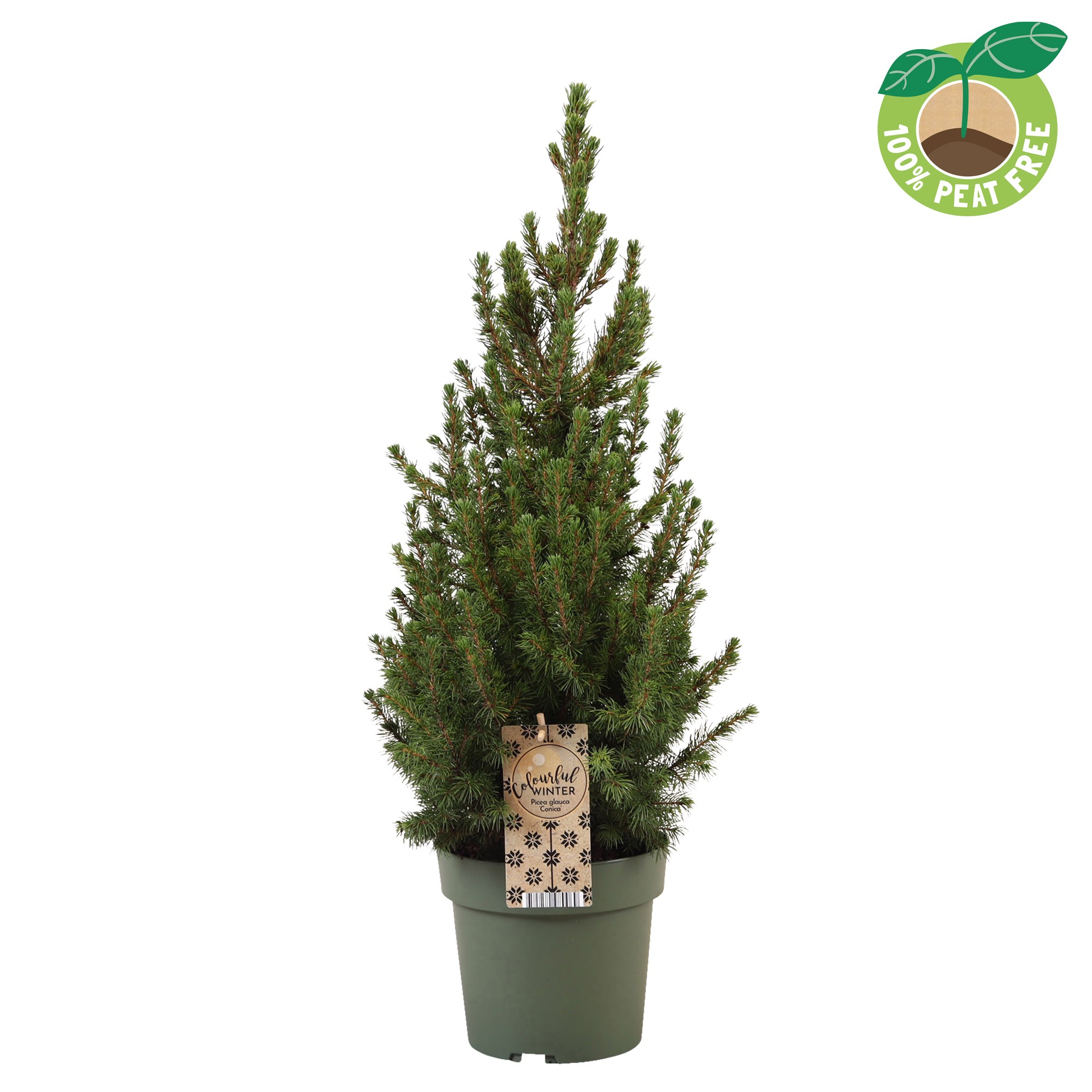 Picture of Picea glauca December P19 (3 Ltr)