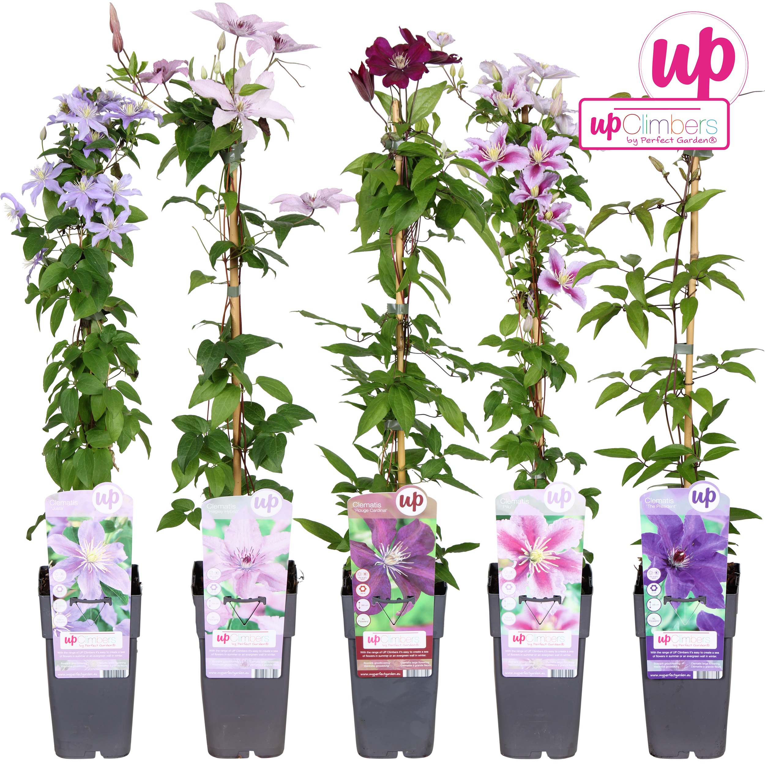 Picture of Clematis mix shelve large-flowered P15