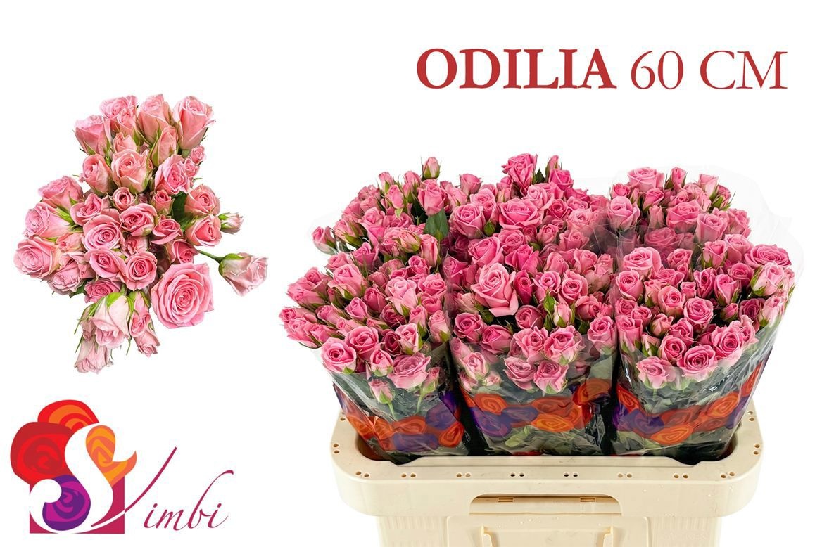 R Tr Odilia