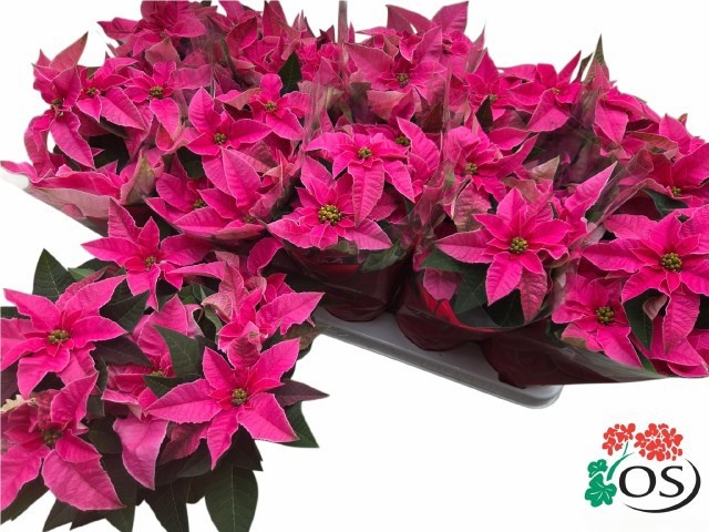 Euphor P Pri Pink 11P 27H