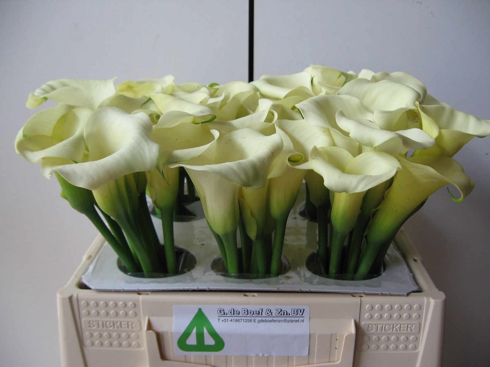 Calla White Flirt 35cm