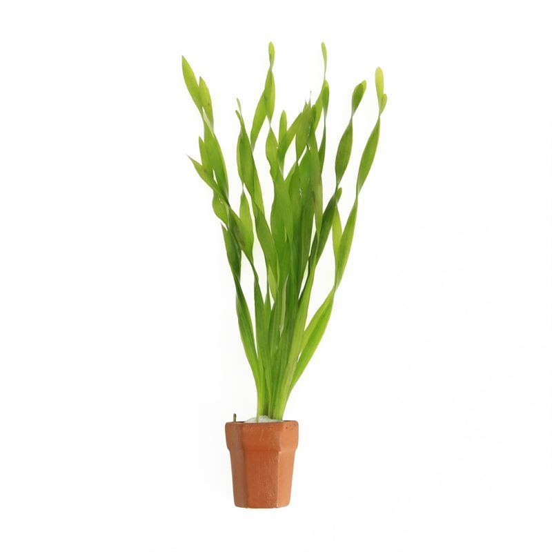 Vallisneria asiatica