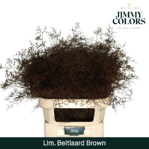 Lim Bel L90 Brown
