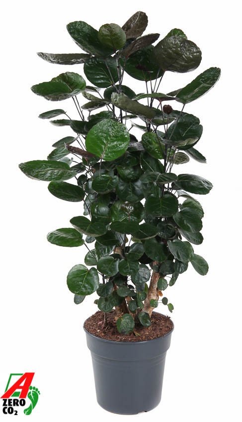 Polyscias 'Fabian' vertakt