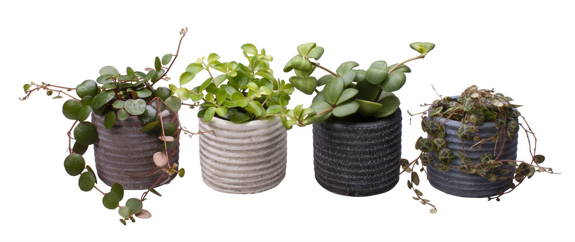 Peperomia L 65471 with Peperomia hanging Mix