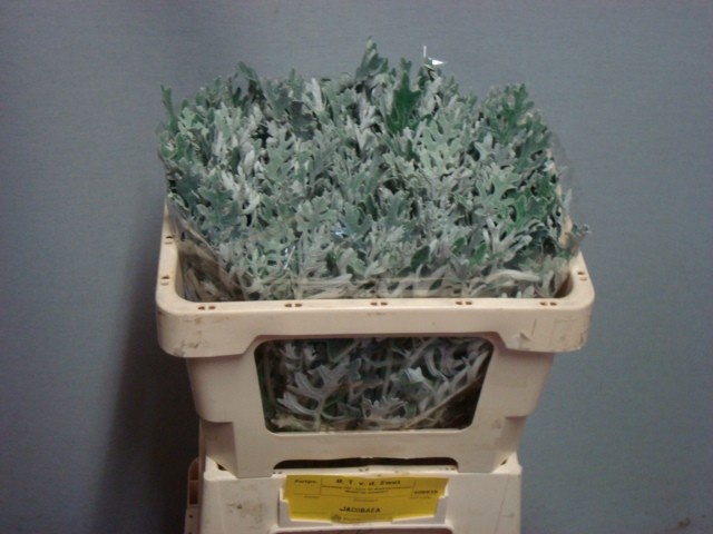 Senecio Dusty Miller 45cm