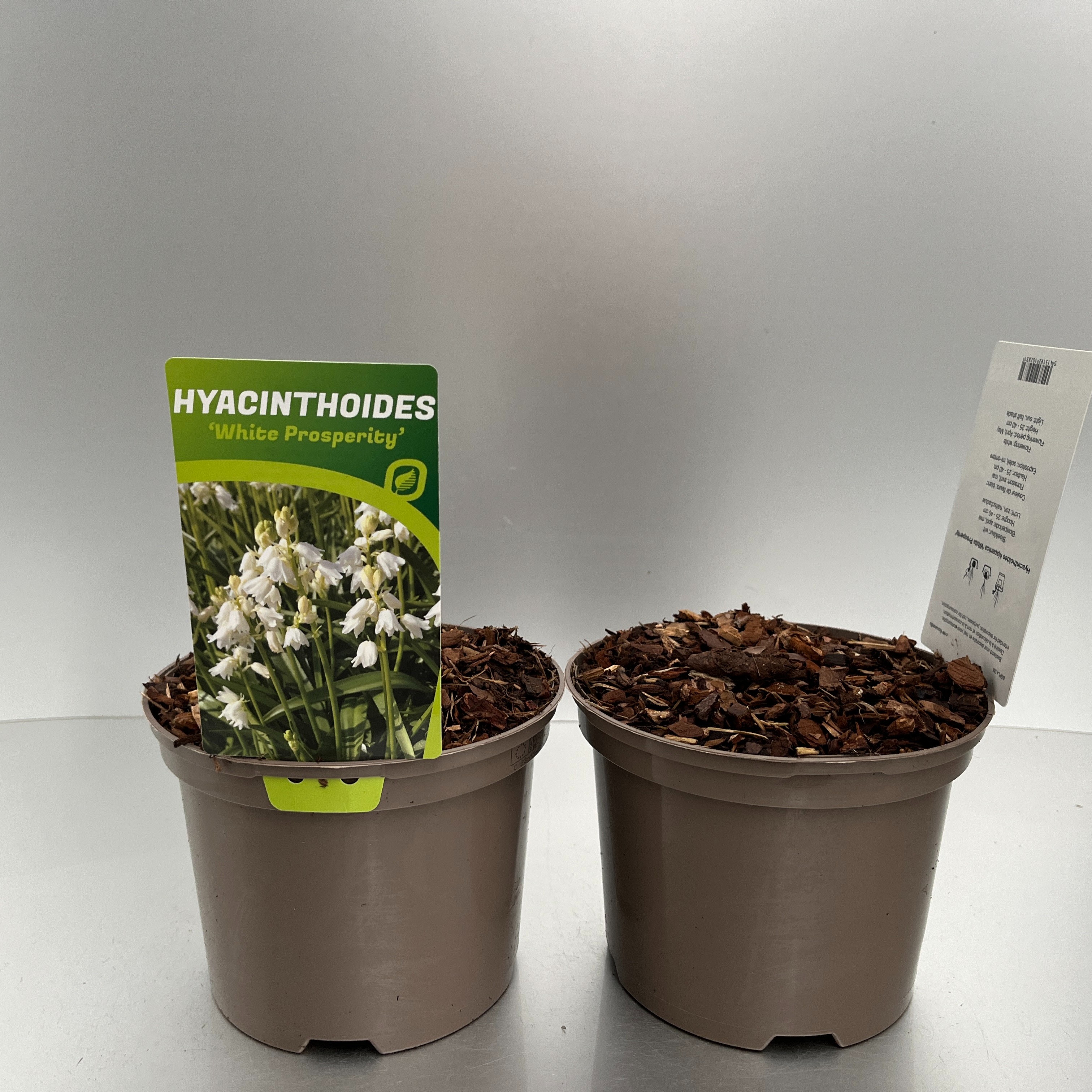 Picture of Hyacinthoides hisp. White Prosperity P17 (2 Ltr) (LOOSE)