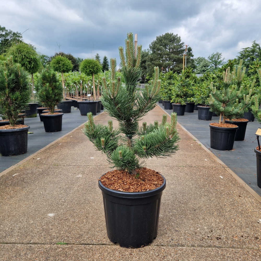 Picture of Pinus nigra Oregon Green C20 70/80