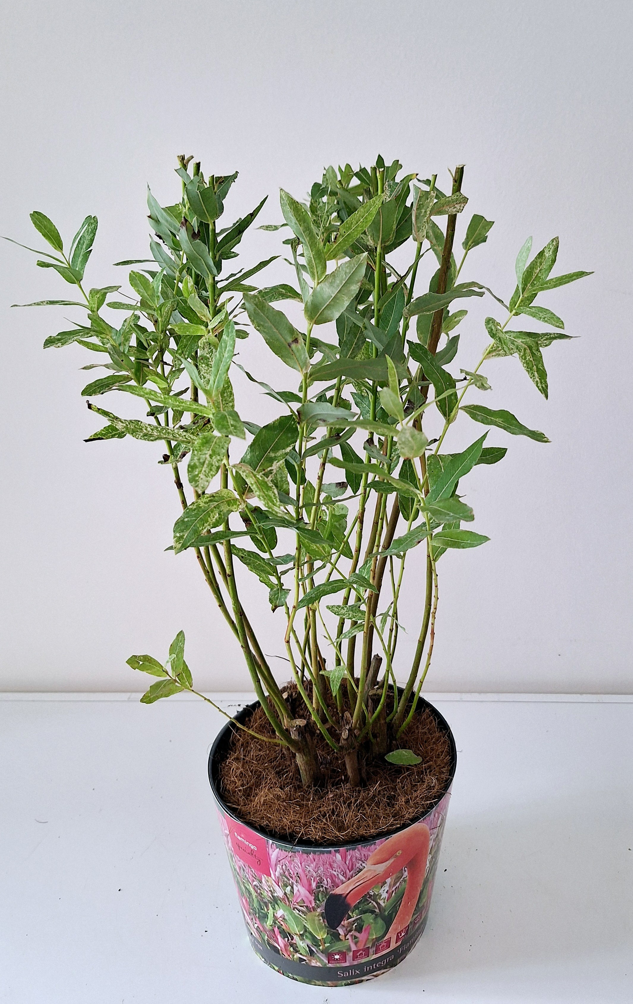 Picture of Salix Flamingo P17 (2 Ltr) POTCOVER