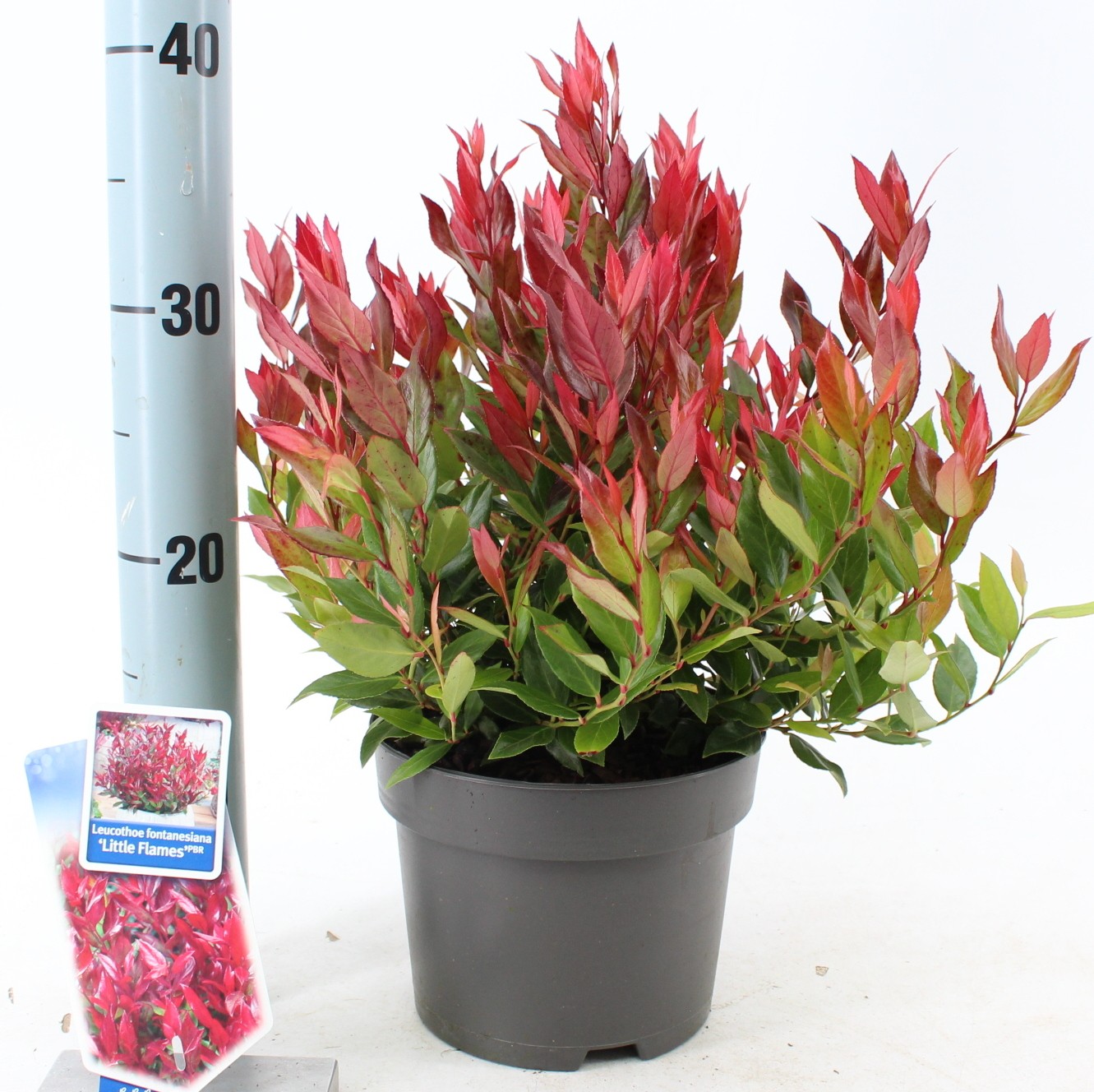 Picture of Leucothoe Little Flames P17 (2 Ltr)