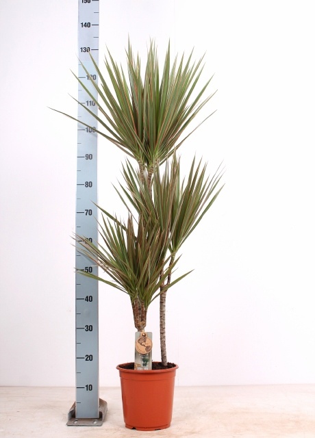 Dra Marg Bicolor 21P 145H 3stek 3kop