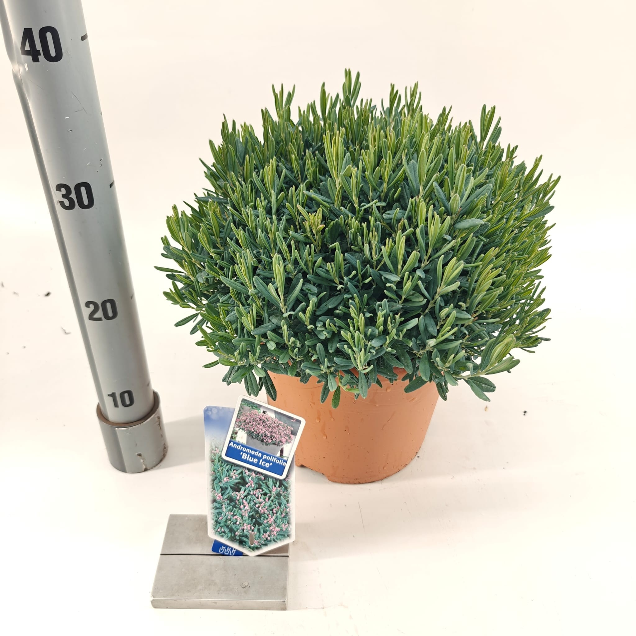 Picture of Andromeda polifolia 'Blue Ice'