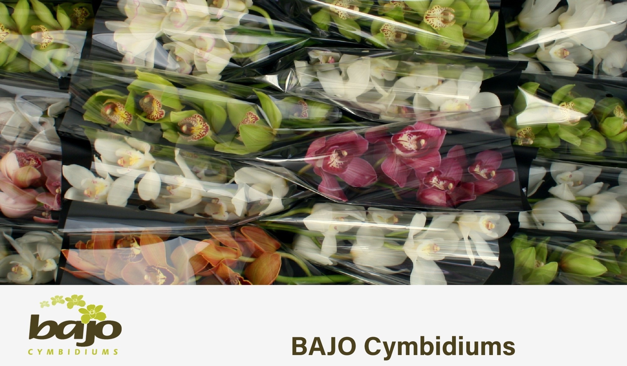 Cymbidium Asst 5bl