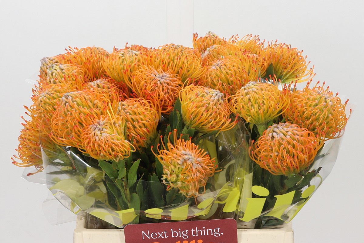 Leucospermum Ayoba Sun 40cm