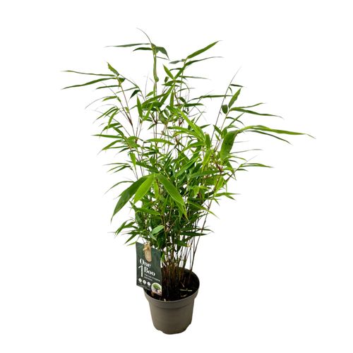 Fargesia 'Formidable' One Boo P14 Plant Select